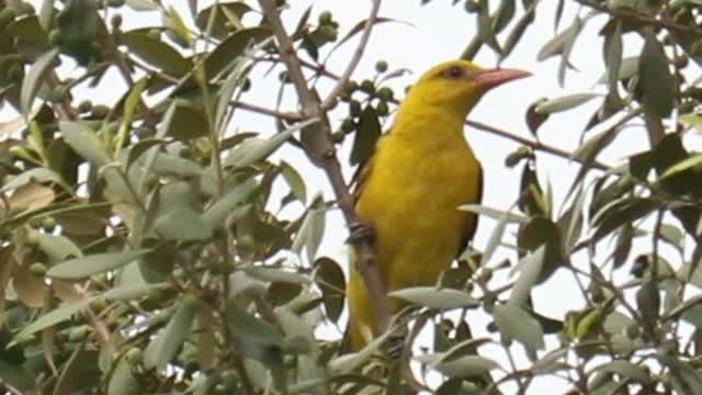 Golden Oriole