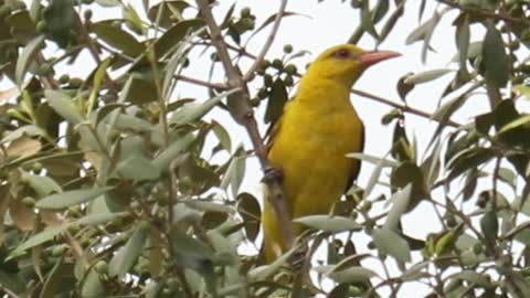 Golden Oriole