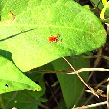 Small mite crawling on a leaf.