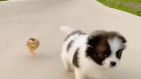 FUNNY RACE B/W PUPPY & HUPPY