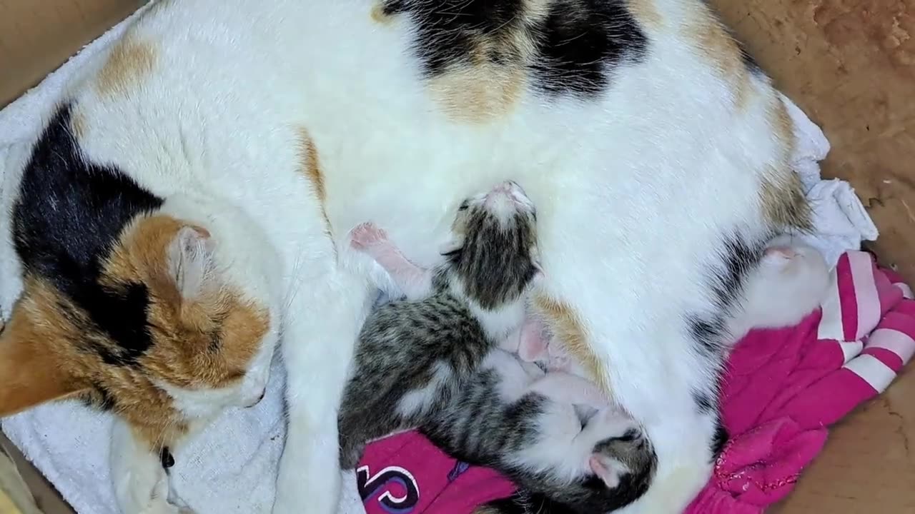 I held newborn baby kittens. Mother gives milk to her kittens.