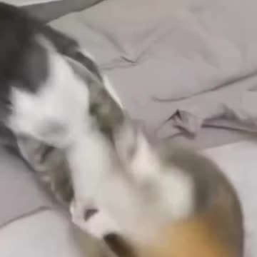 The best funny😂 moments with Cats🐈‍⬛🐈