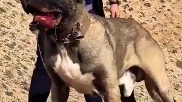 Aslan pakte dog funny video