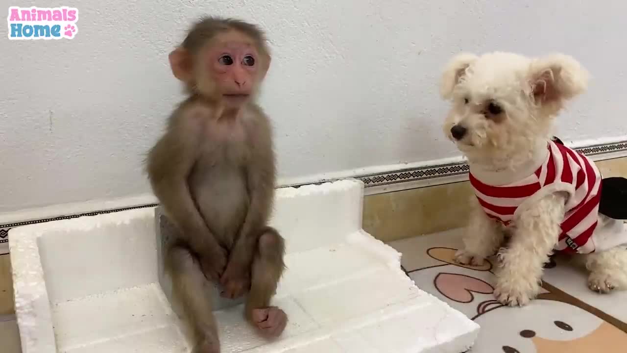 baby monkey animal bi bi Cute and funny moments of BiBi and friends