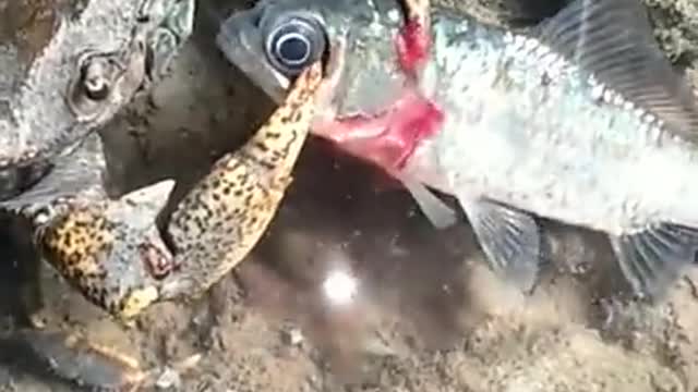 How Crab Murders Fish