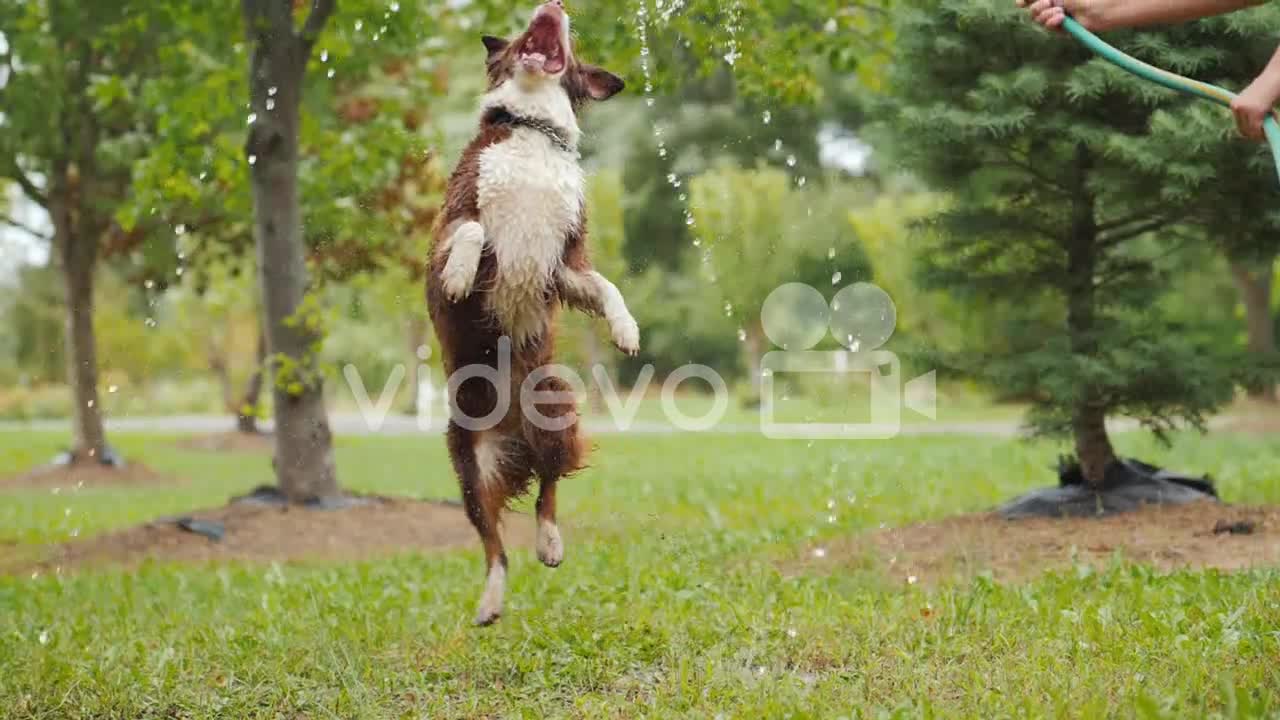 Funny Dog Playing With A Garden Hose Jumping High Grabbing A Stream Of Water