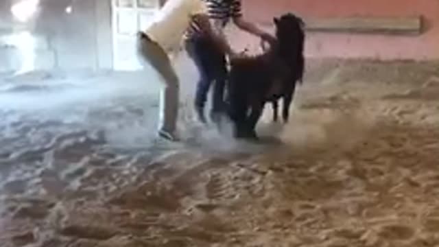 Two guys try to get on small mini horse get kicked in balls