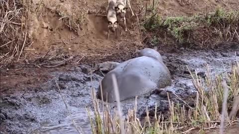 hippo helped hyena