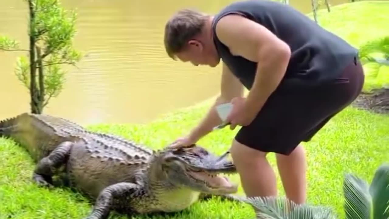 Pet Gator