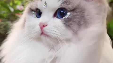 Cute Cat