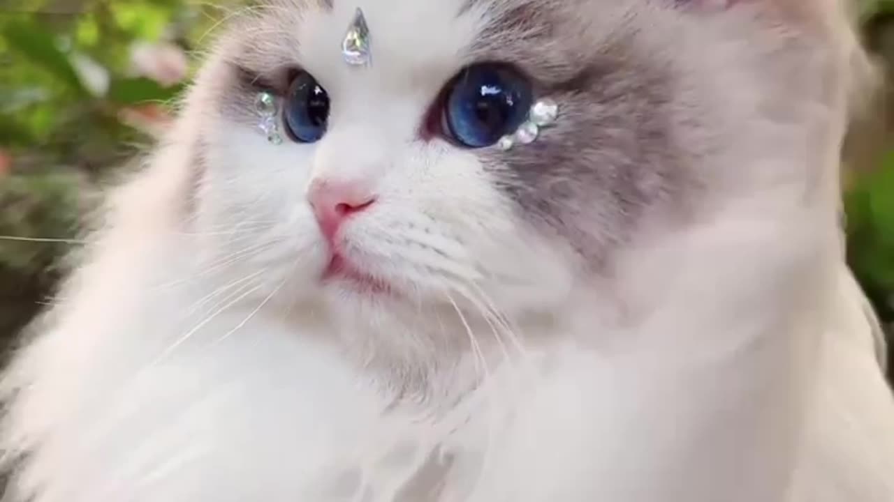 Cute Cat