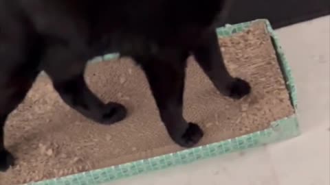 Adopting a Cat from a Shelter Vlog - Precious Piper Looks So Cute Sitting on Her Tuffet #shorts