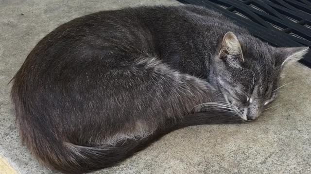 cats b roll Jan-23-2021 #shorts #funny #cute #adorable