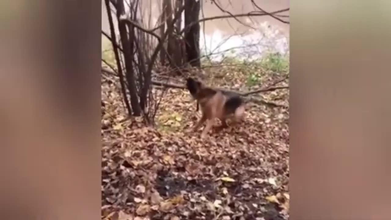 Best Funny DOGS and CATS Videos 2024 😜🤔