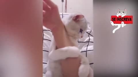 The cutest and funniest kittens