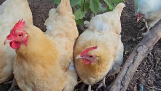 OMC! Chicken spots bug in tree - Chicken wipes beak - Chickens get excited about bugs! #shorts #hens