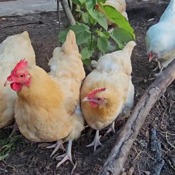 OMC! Chicken spots bug in tree - Chicken wipes beak - Chickens get excited about bugs! #shorts #hens