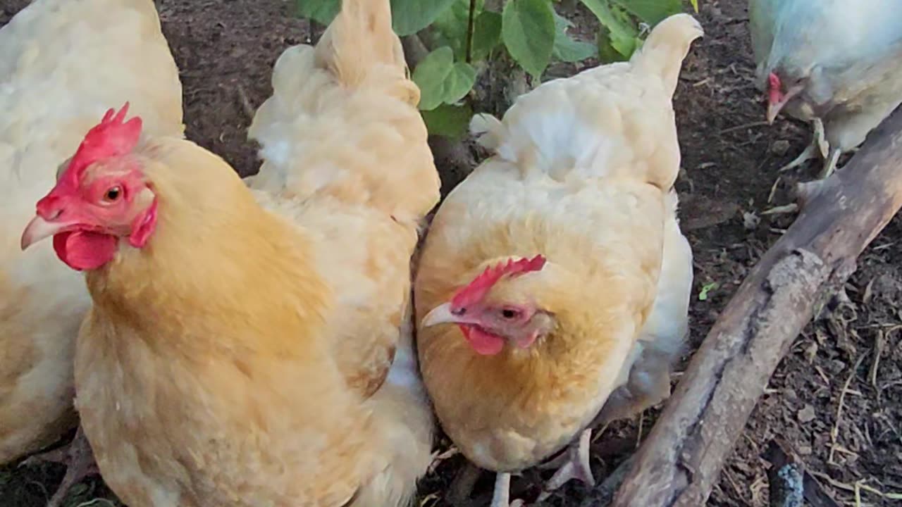 OMC! Chicken spots bug in tree - Chicken wipes beak - Chickens get excited about bugs! #shorts #hens