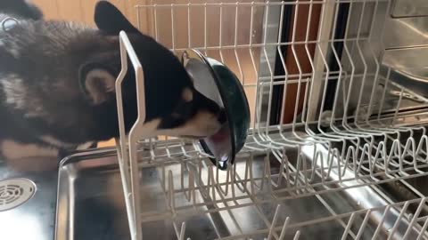 good boy helps with dishes