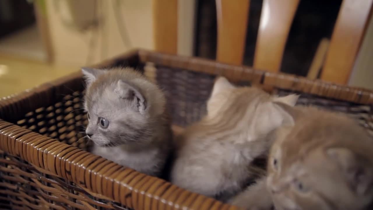 Three little kitten with blue eyes are sitting in a wicker box and trying to jump