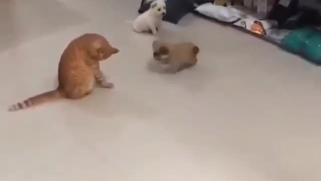 Kidding cats and dogs