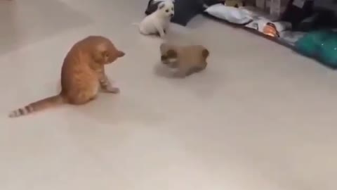 Kidding cats and dogs