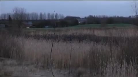 Murmuration of starlings entering a reed bed By Dave Hutchings