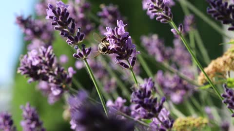 butinage des abeilles sur l