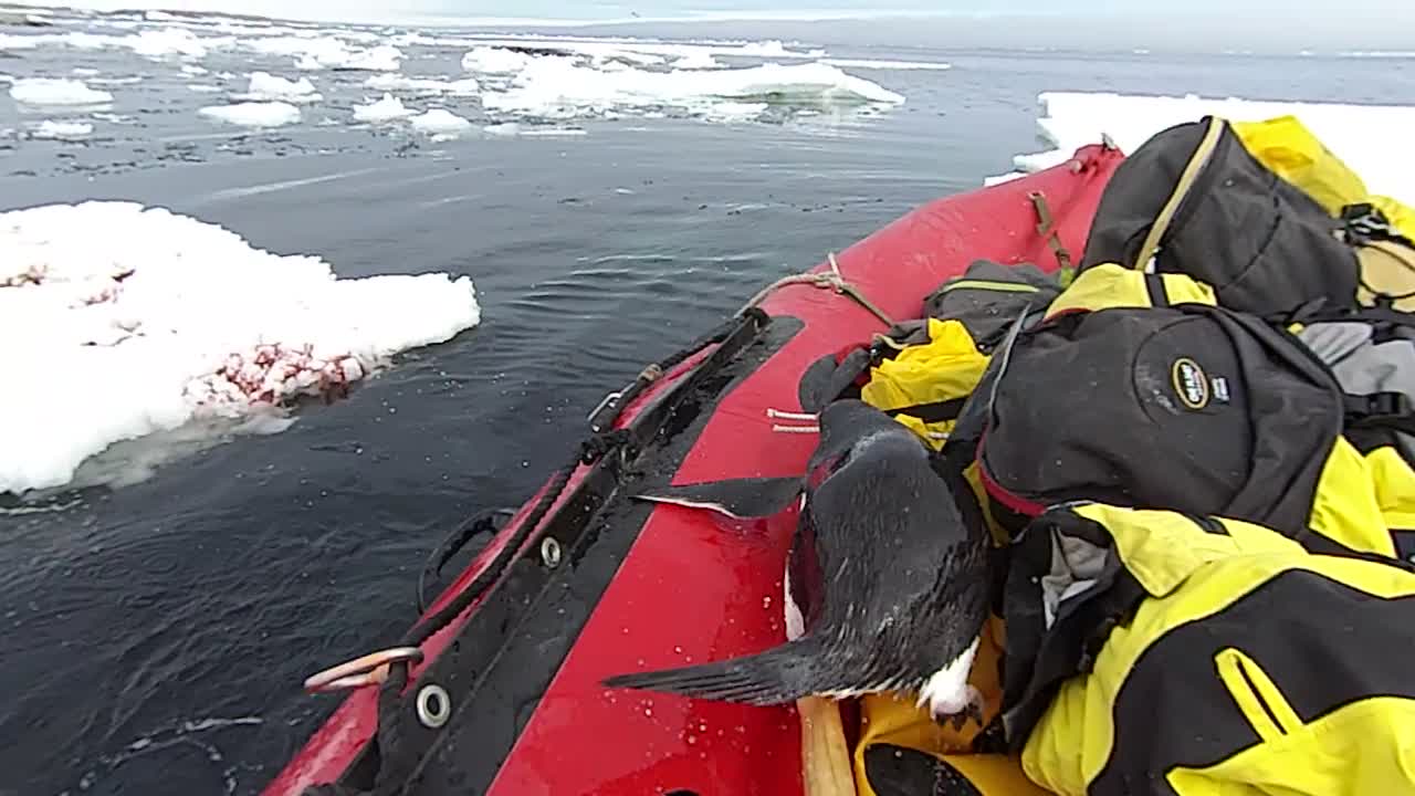 Penguin Jumps on Board Research Boat to Say Hello