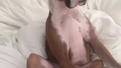 A dog watching TV