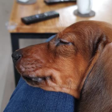Adorable dachshund puppy is taking a nap