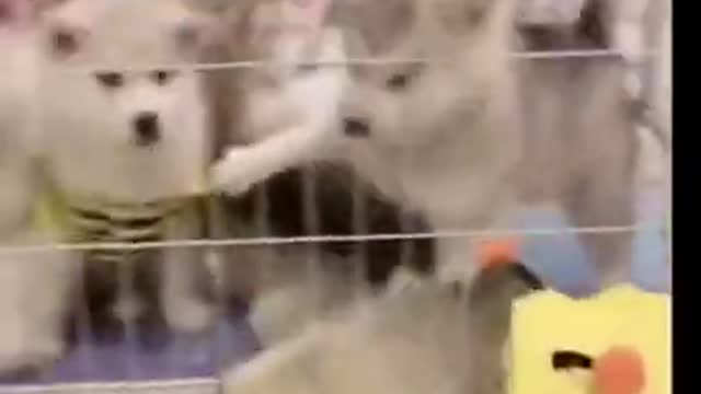 Funniest Animals - Best Of The 2021 Funny Animal Videos #20