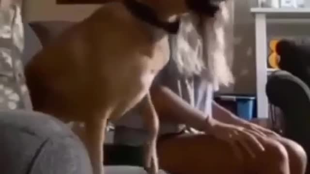 Soccer game dog