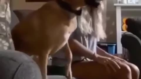 Soccer game dog
