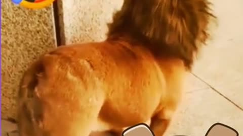 Funny animal videos 🤣🤣📷