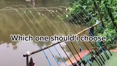 This is a beautiful and charming water-dwelling species