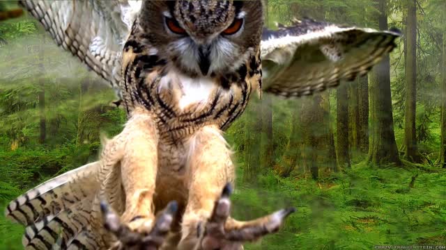 Owl is on slow movement