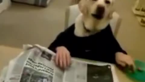 Dog in black long sleeve with human hands reads newspaper