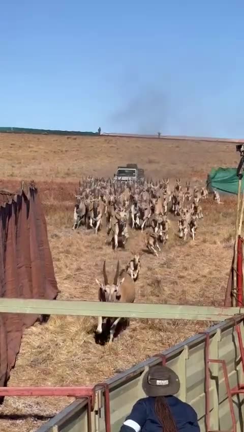 Deer farm in desert area