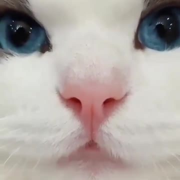 Kitten talking Gatinho Falando