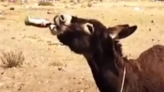 Donkey is drink caco cola papsi