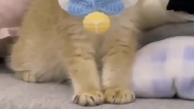 ❤️😹 Funniest Animals 😹 - Best Of The 2021 🙊❤️ Funny Animal Videos
