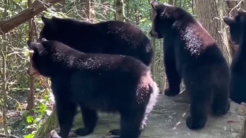 The bear teddy bear