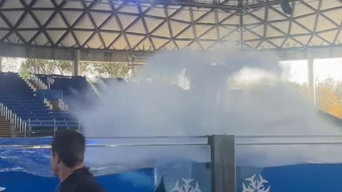 Getting Splashed by an Orca Whale