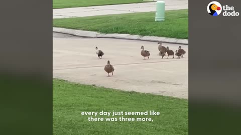 Sweet Woman Becomes Neighborhood Duck Lady _ The Dodo