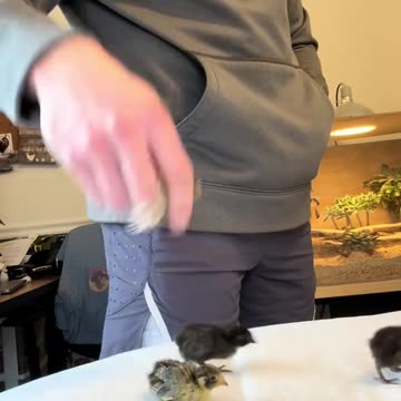 When They Ask What I Bring to the Table… Baby Chickens