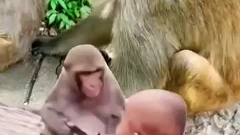 Baby 💓 monkey