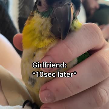 Parrot and his girlfriend try to watch a movie