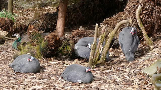 Turkeys beautiful