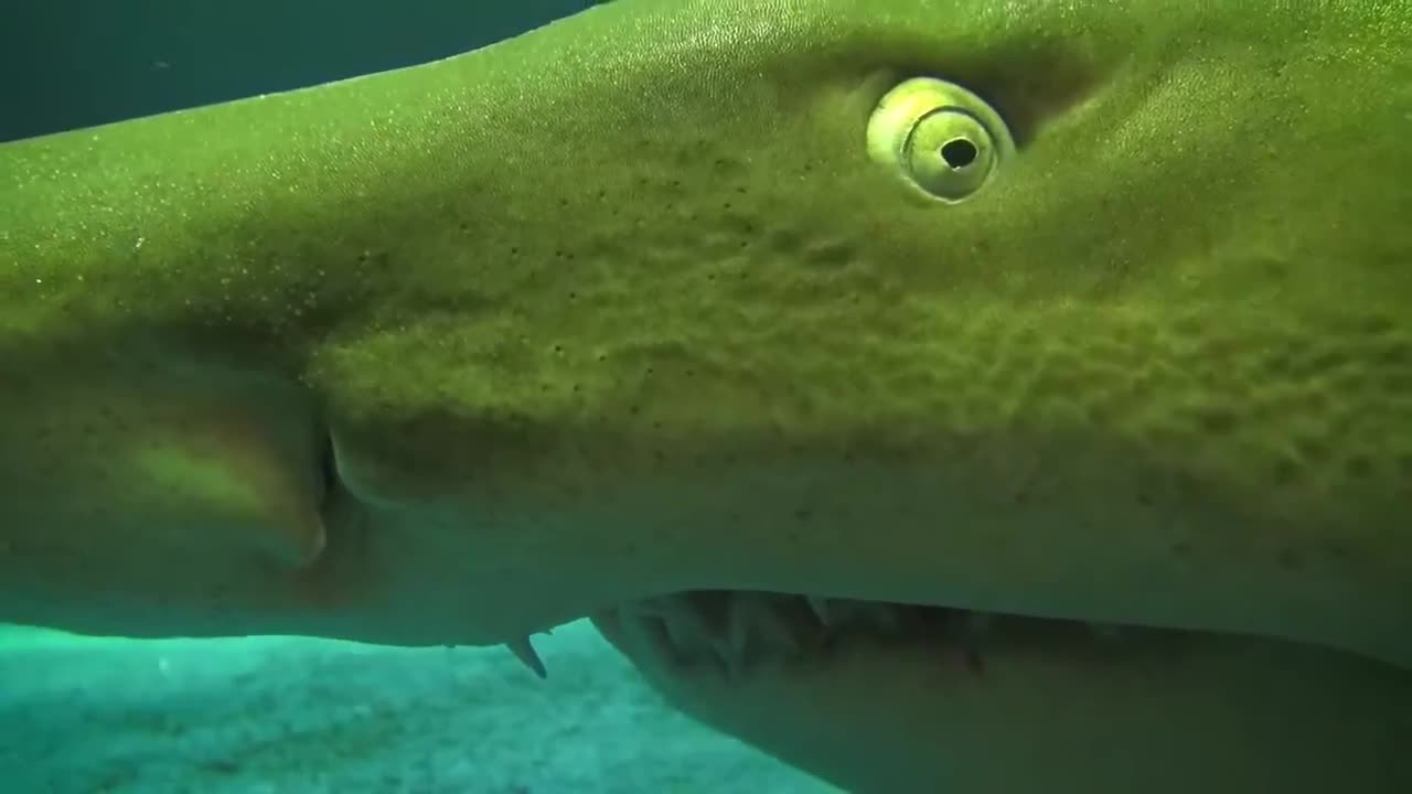 Footage:Sitting Shark Close up HD